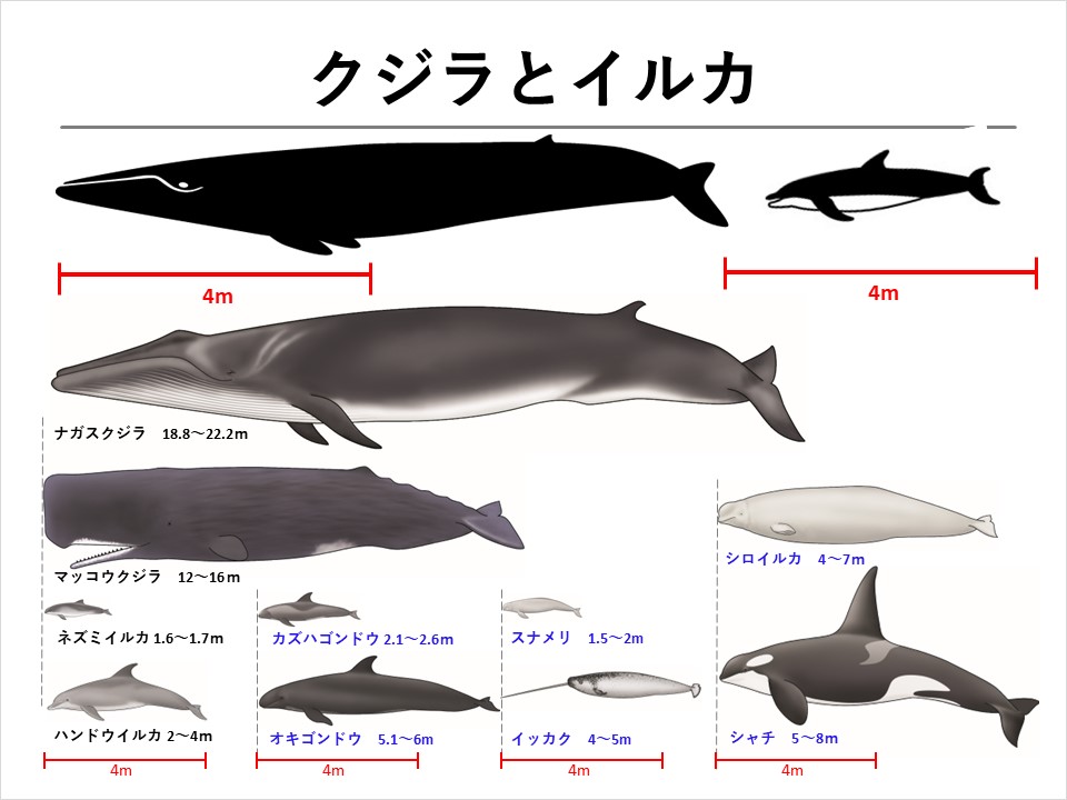 2026年、老舗「くじら や」が仕掛ける食の革新——伝統肉の再評価と東京フードシーンの最前線