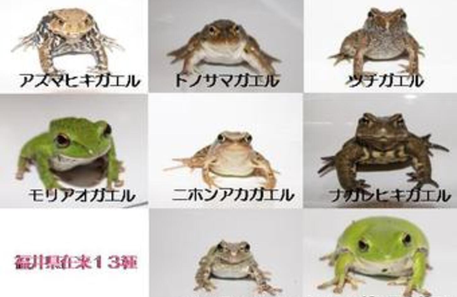 カエル の 歌 ドレミの正しい音階！初心者向け両手奏法の極意