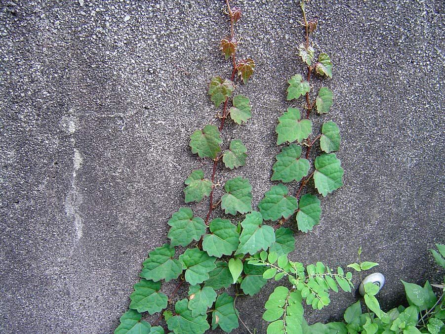 庭やフェンスに絡むつる性雑草の名前は？放置危険な正体と根絶法