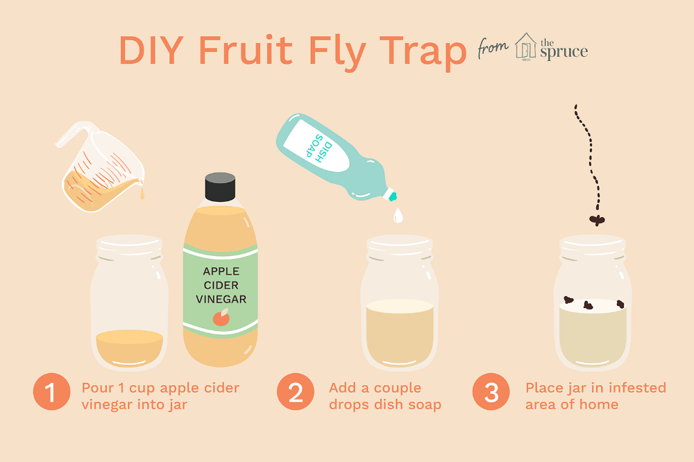 Fruit Fly Trap Apple Cider Vinegar