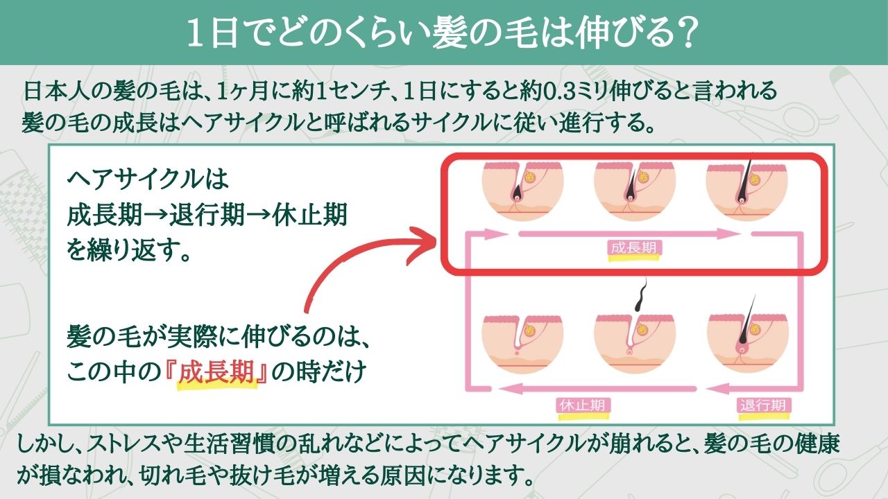 セキセイインコ寿命15年時代！長寿を叶えるストレス対策と食事