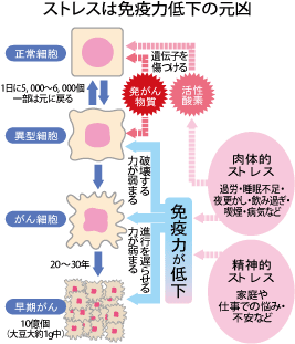 「ストレスでがんになる」は本当か？2026年の最新医学が明かす心と病の真実