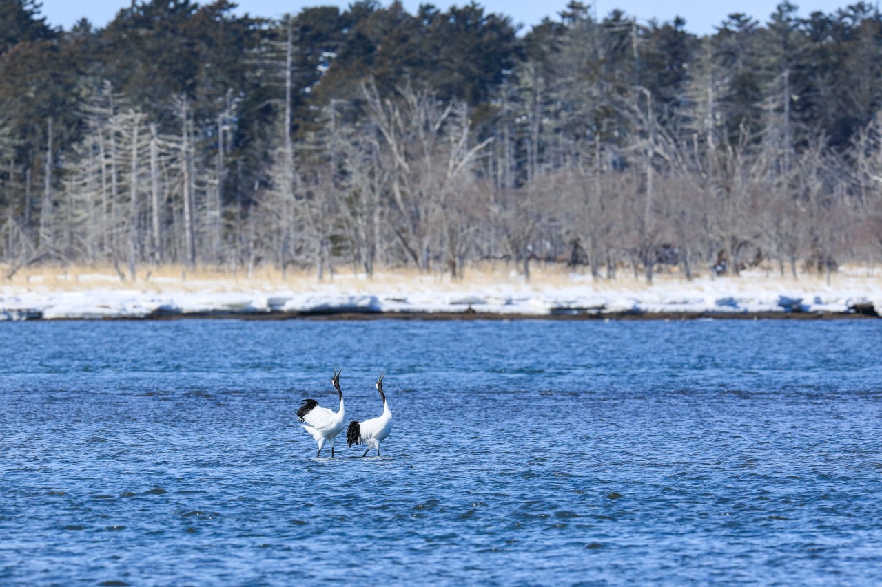 風蓮湖の絶景と野鳥観光ガイド2026｜白鳥・オオワシの時期と道の駅情報