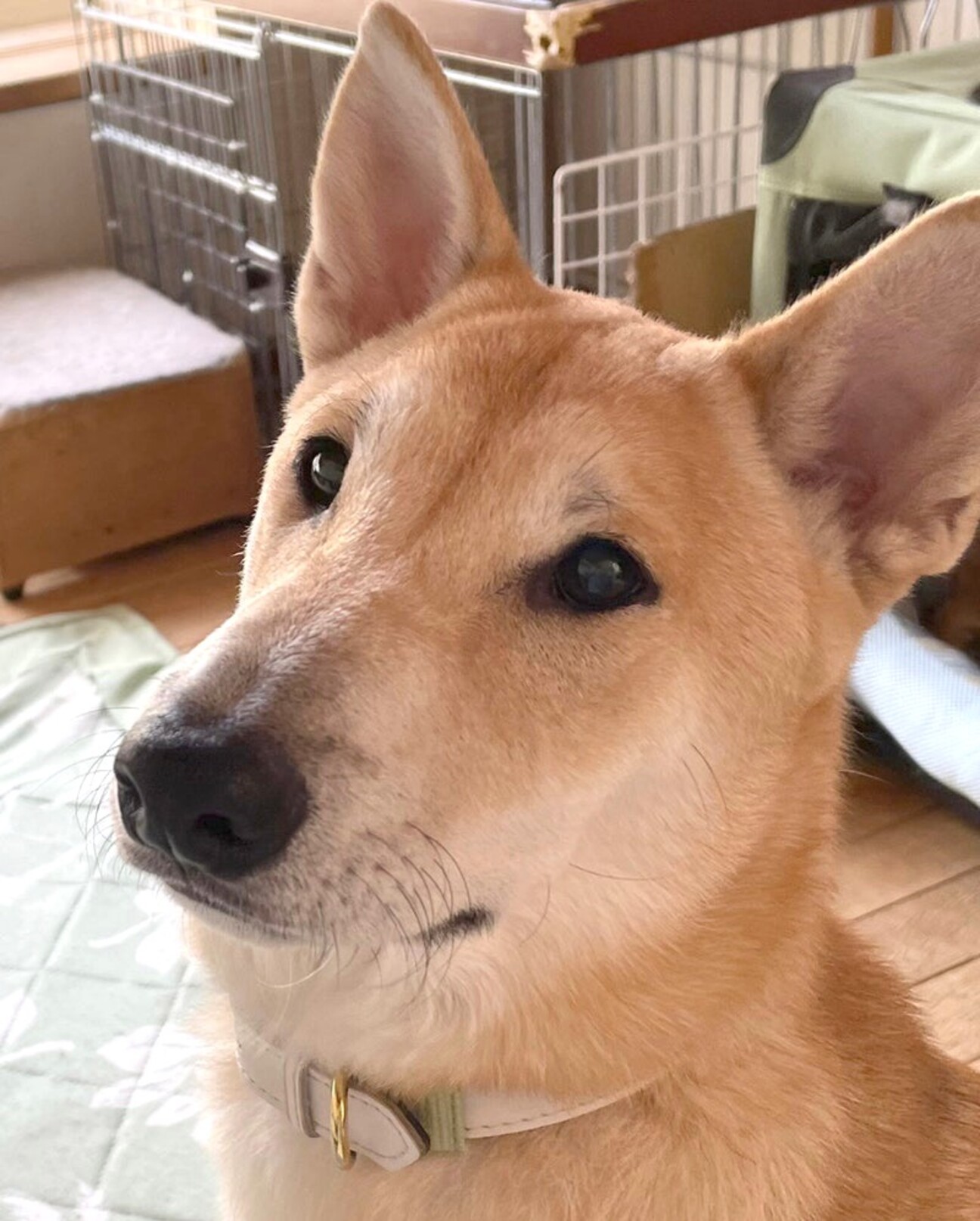 幻の縄文柴犬の価格相場とは？値段の違いや入手ルートを徹底解説