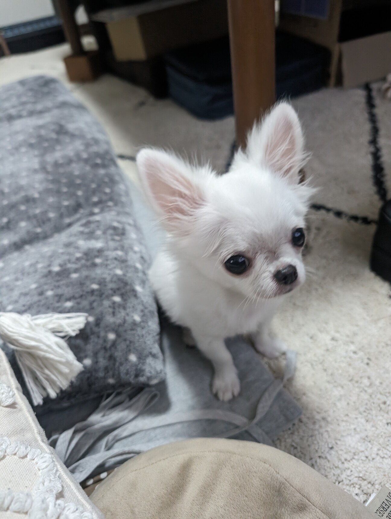 大阪の子犬無料譲渡に潜む罠と真実｜安全な公認里親ルート【2026】