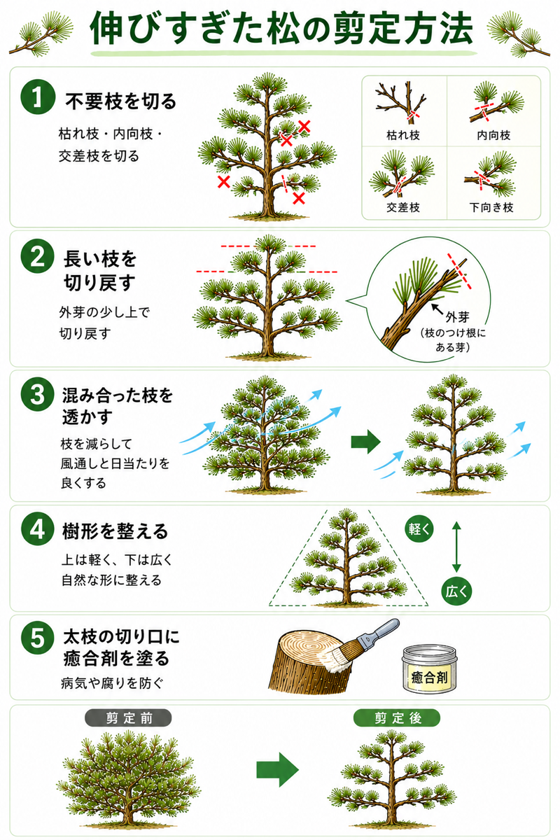 松の剪定で失敗しない極意！春のミドリ摘みと冬のもみあげ徹底解説