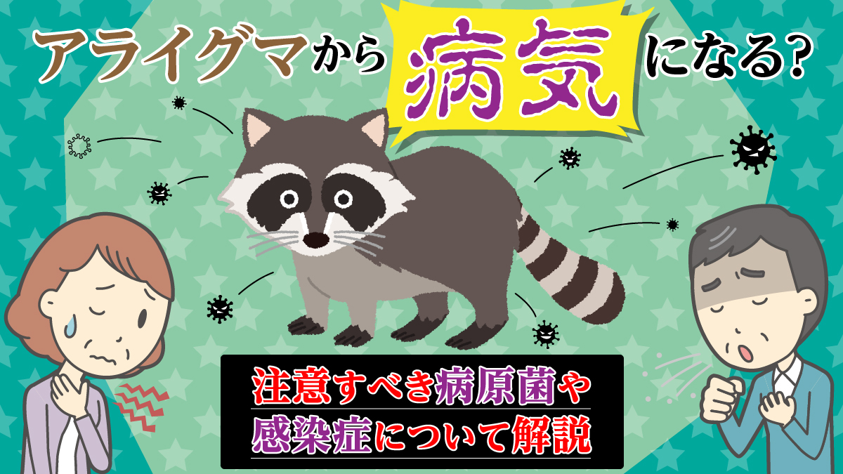 アライグマが運ぶ病原菌の恐怖と感染症リスク！命を守る対策法
