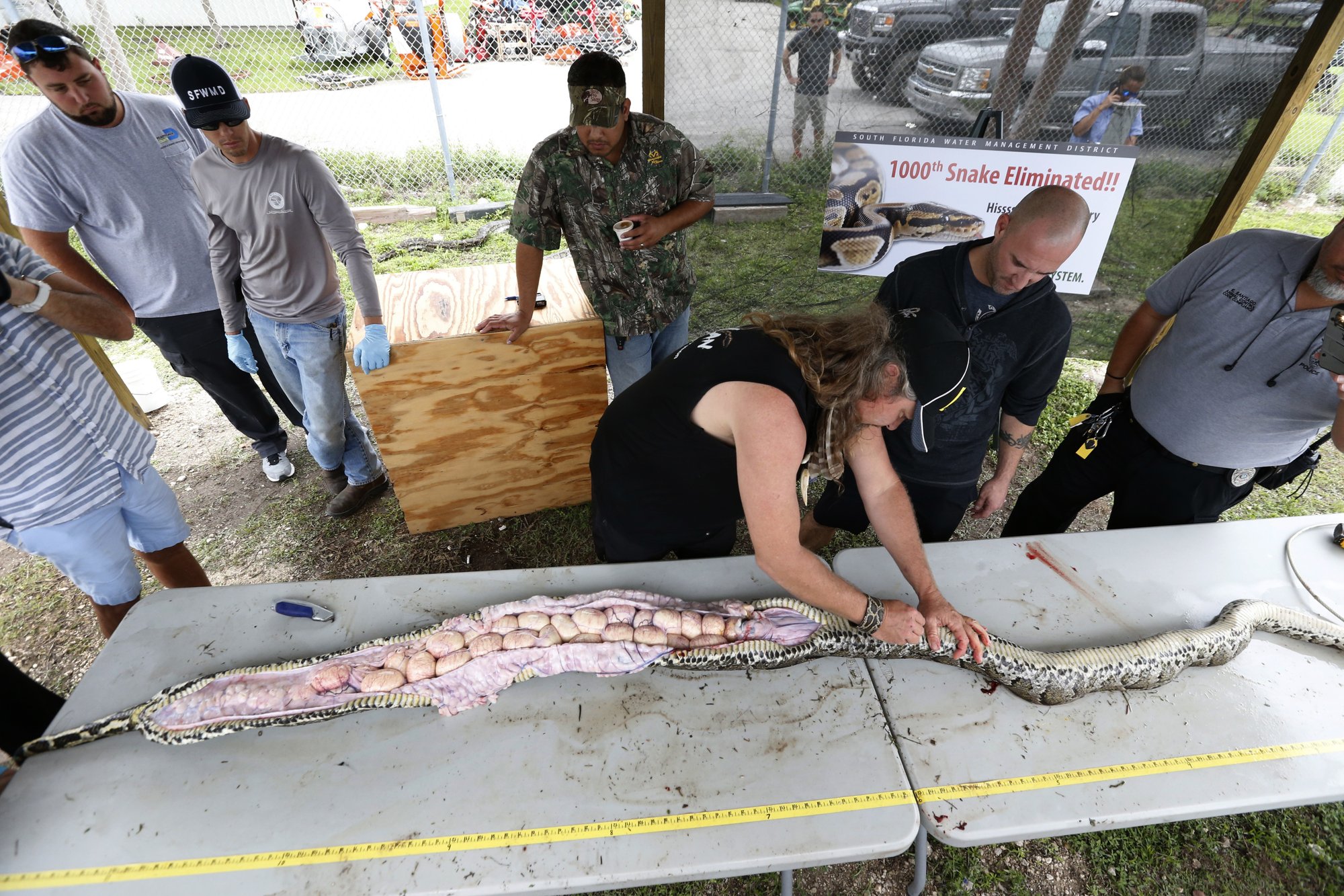 Could a Python Eat a Human