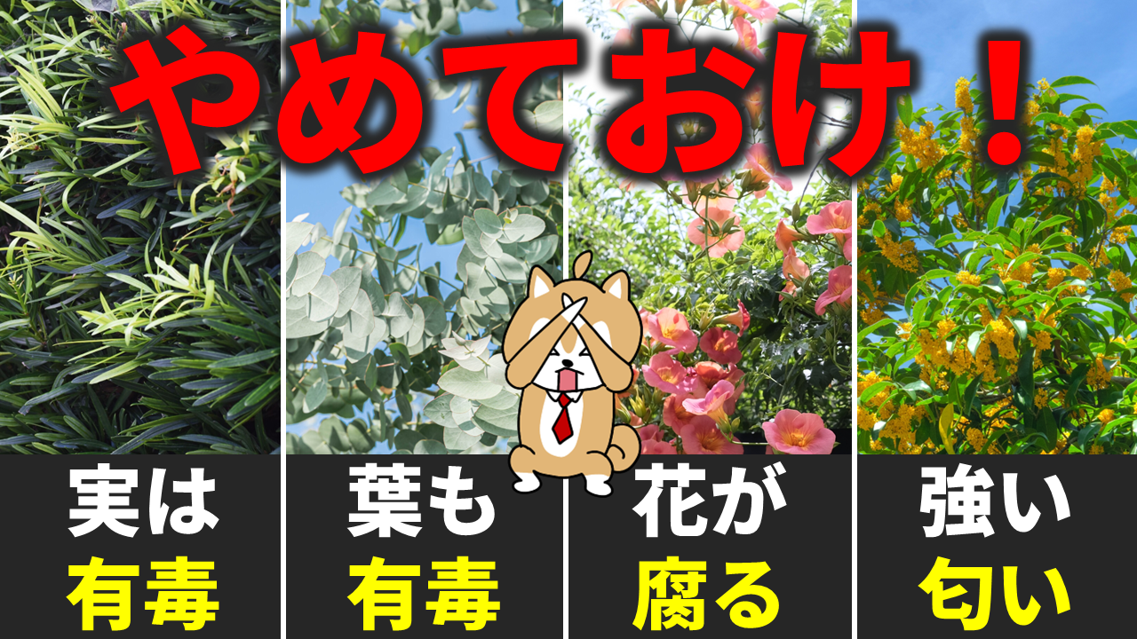 知らずに植えて大後悔！地獄を見る危険な繁殖植物と近所トラブル
