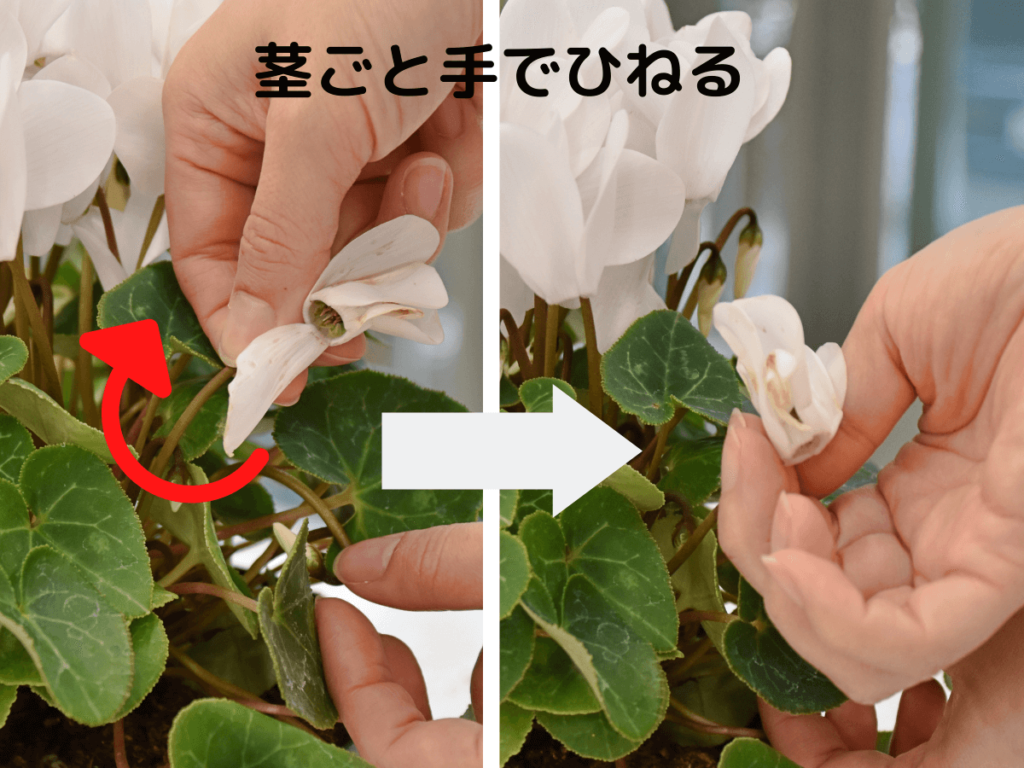 シクラメンの花が終わったら切るな！？ねじり抜く理由と夏越し術