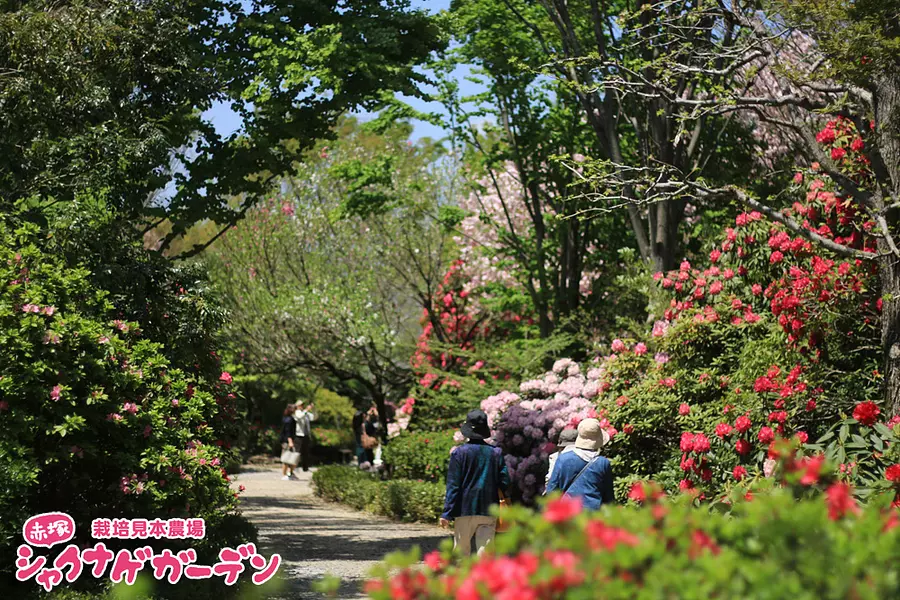 都心のオアシス赤塚植物園の歩き方！万葉の森と地元民の極上ルート