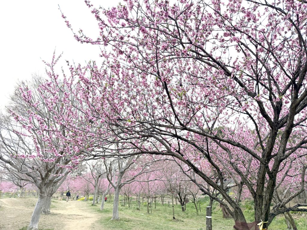 2026古河桃まつり開花状況と満開予想！見頃の真相と混雑回避術