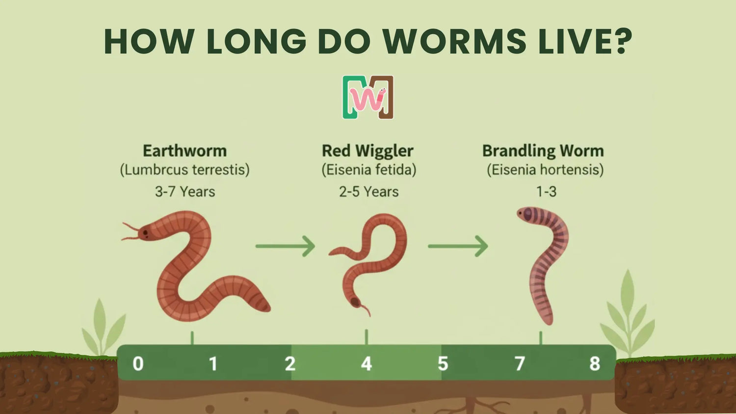 How Long Does a Worm Live