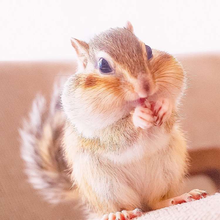 頬袋パンパンの誘惑！シマリスの知られざる生態と魅力の秘密を解明