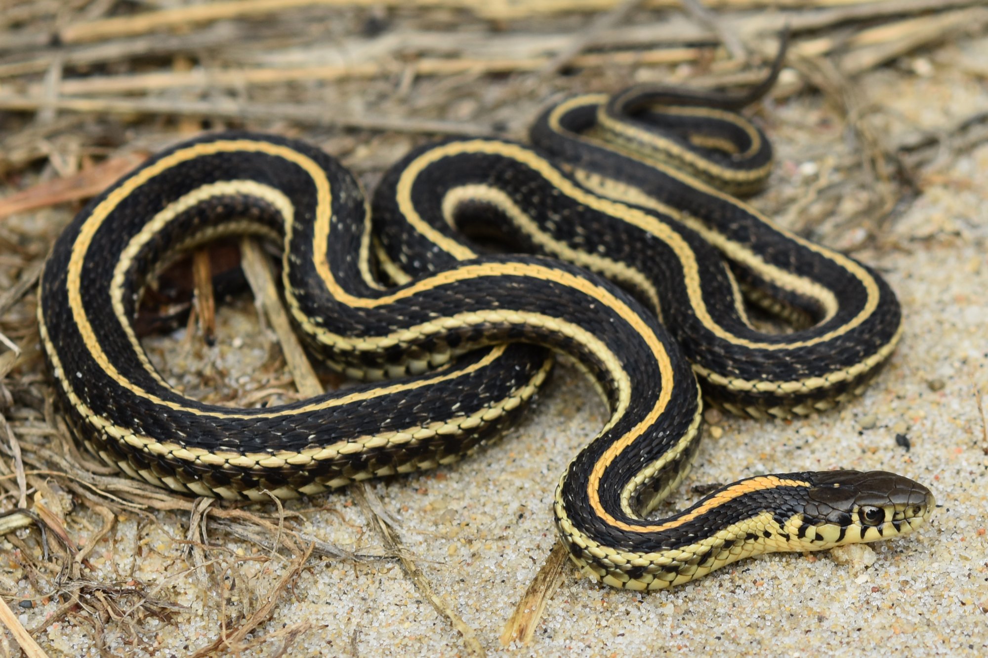 Black Snake with Stripes