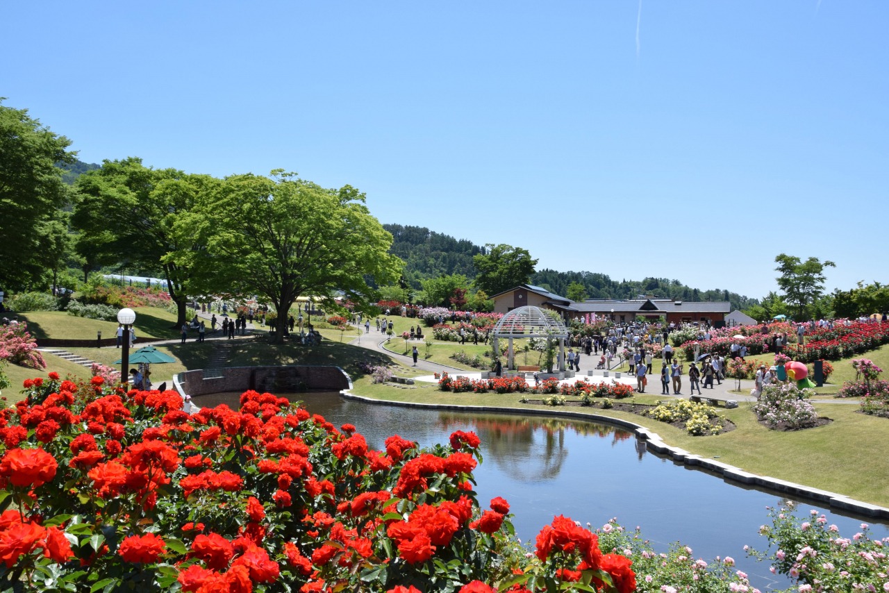 東沢バラ公園の見頃と開花状況2026｜まつり日程・見どころ徹底網羅