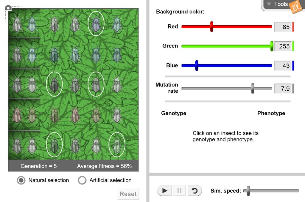 Evolution Natural and Artificial Selection Gizmo Answer Key