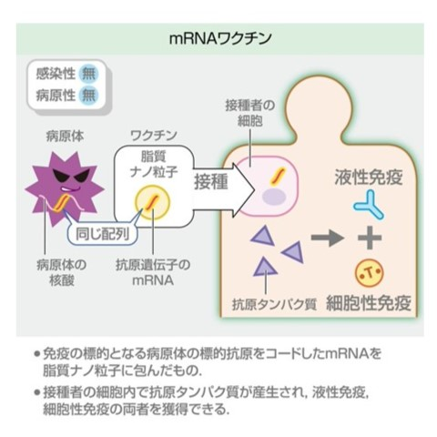 なぜ彼らはウイルスを弾くのか？「インフルエンザにかからない人」の正体を追う2026年最新科学