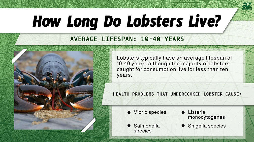 How Long Do Lobsters Live out of Water
