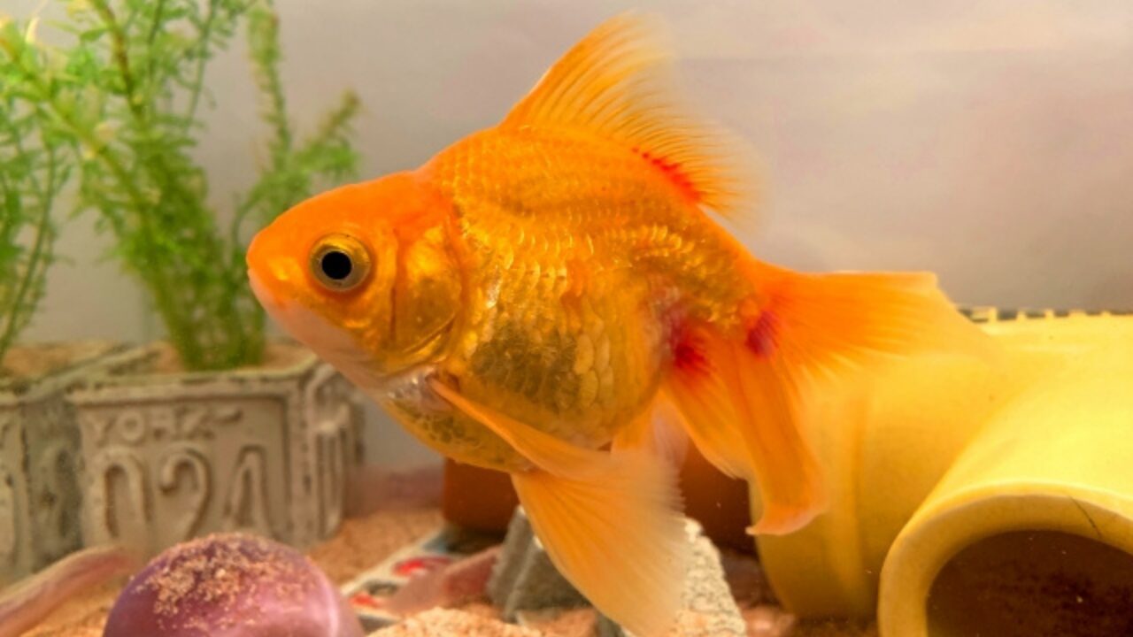 金魚の赤い斑点は危険信号？赤斑病の治療法と塩浴・薬浴の手順を解説