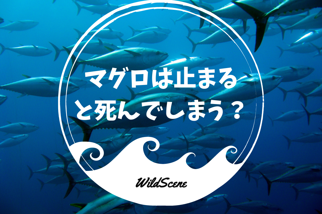 なぜマグロは止まると死ぬのか？驚きの呼吸メカニズムと睡眠の謎