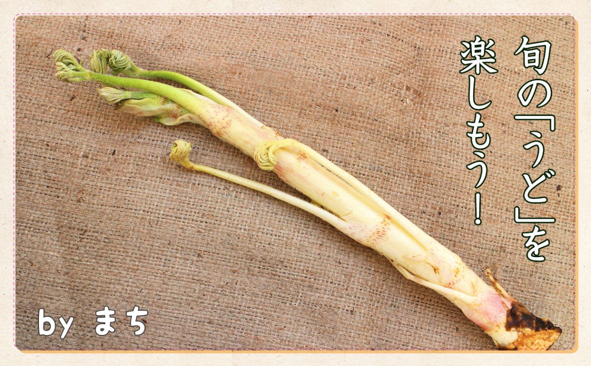 【2026年最新トレンド】伝統の山菜から世界のスーパーフードへ！職人技と新技術が起こす「ウド」空前の再評価ブーム