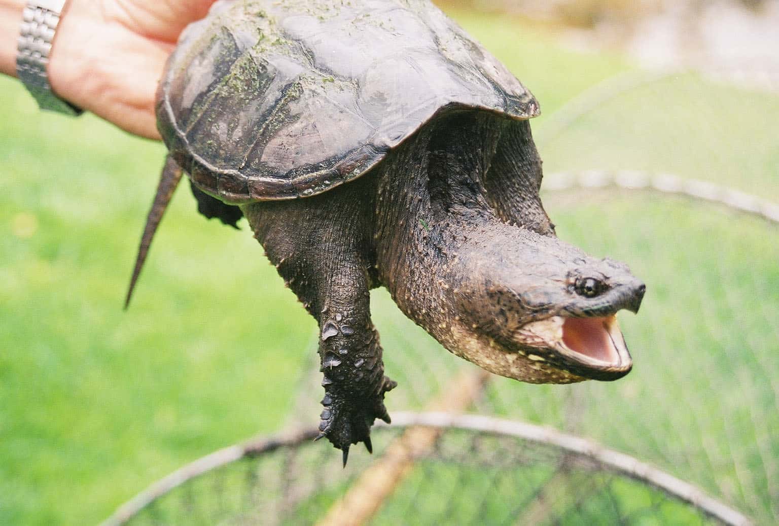 Can You Eat Snapping Turtle