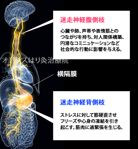 【画像あり】 迷走 神経 反射 腹痛 最新ニュース速報 2026 #937