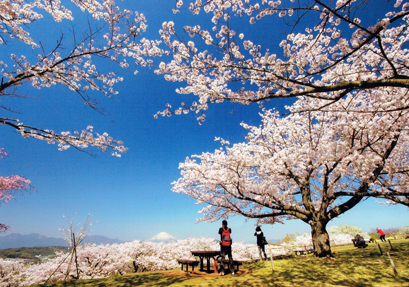 吾妻山公園の菜の花と富士山！2026最新見頃と階段回避ルート徹底解説