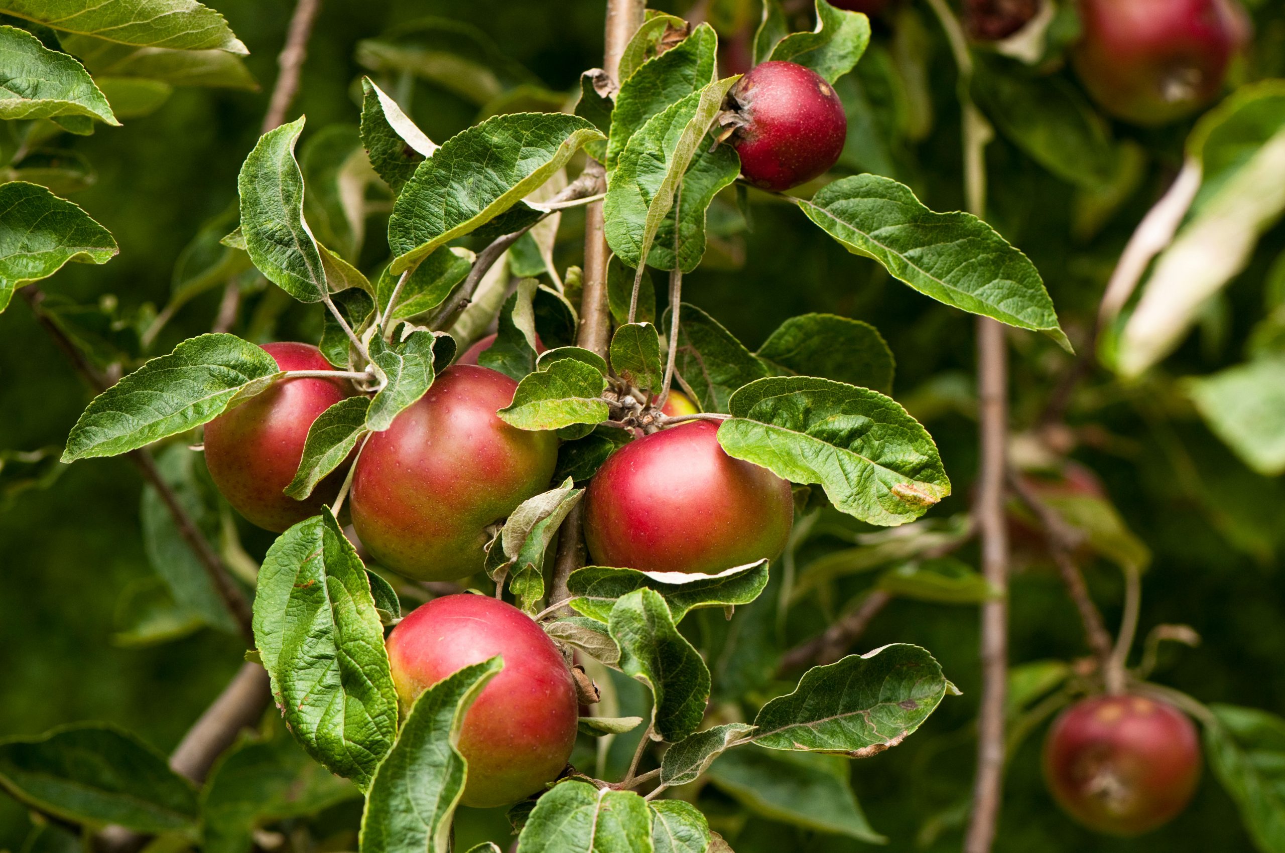 Are Apples a Living Thing