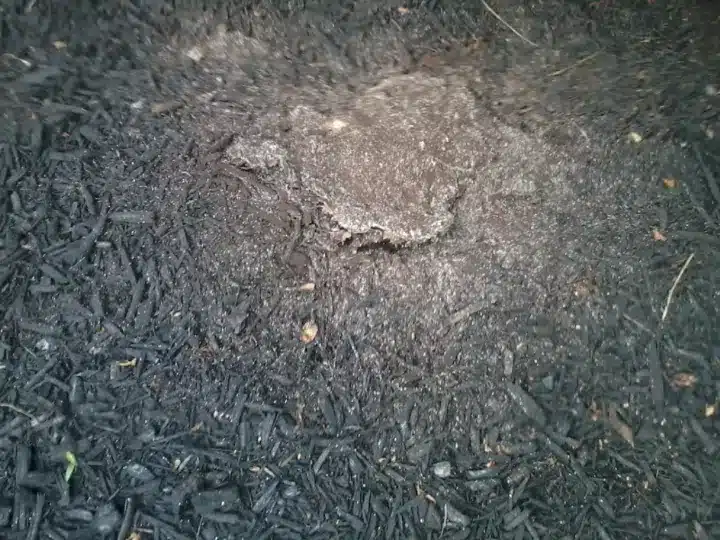 Is Moldy Mulch Harmful to Humans