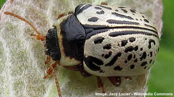 White Insect with Black Spots