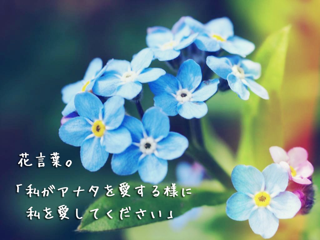 「あなたを愛しています」の花言葉を持つ花は？告白やプロポーズの選び方