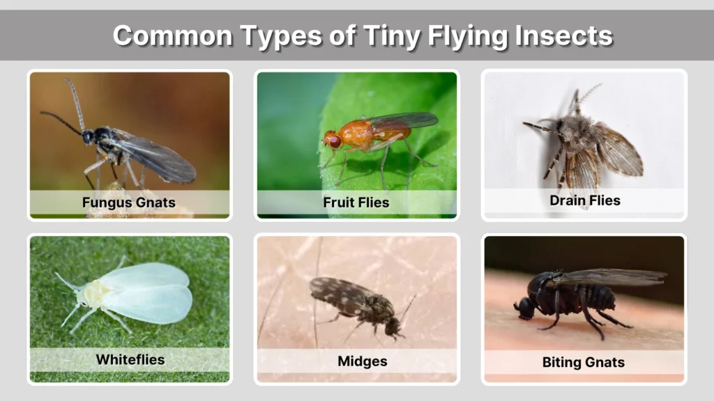 Little Tiny Flying Bugs in House