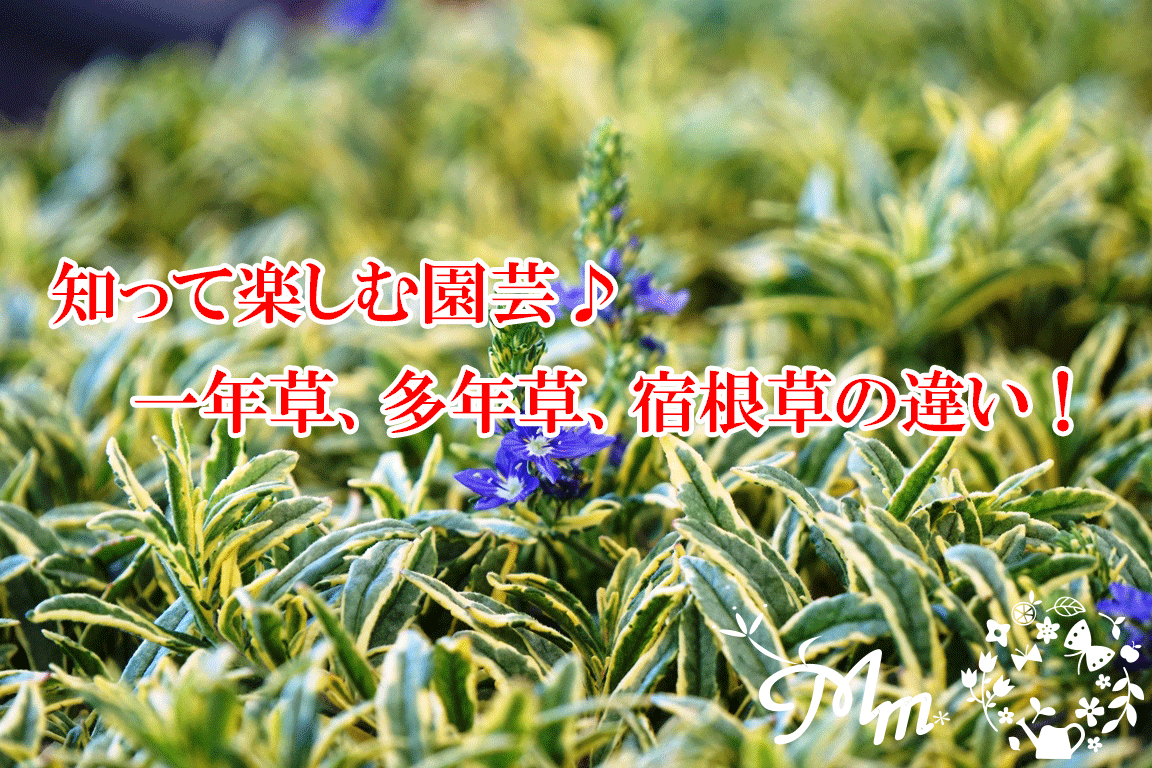 多年草とは？一年草・宿根草との違いと毎年咲く育て方徹底解説