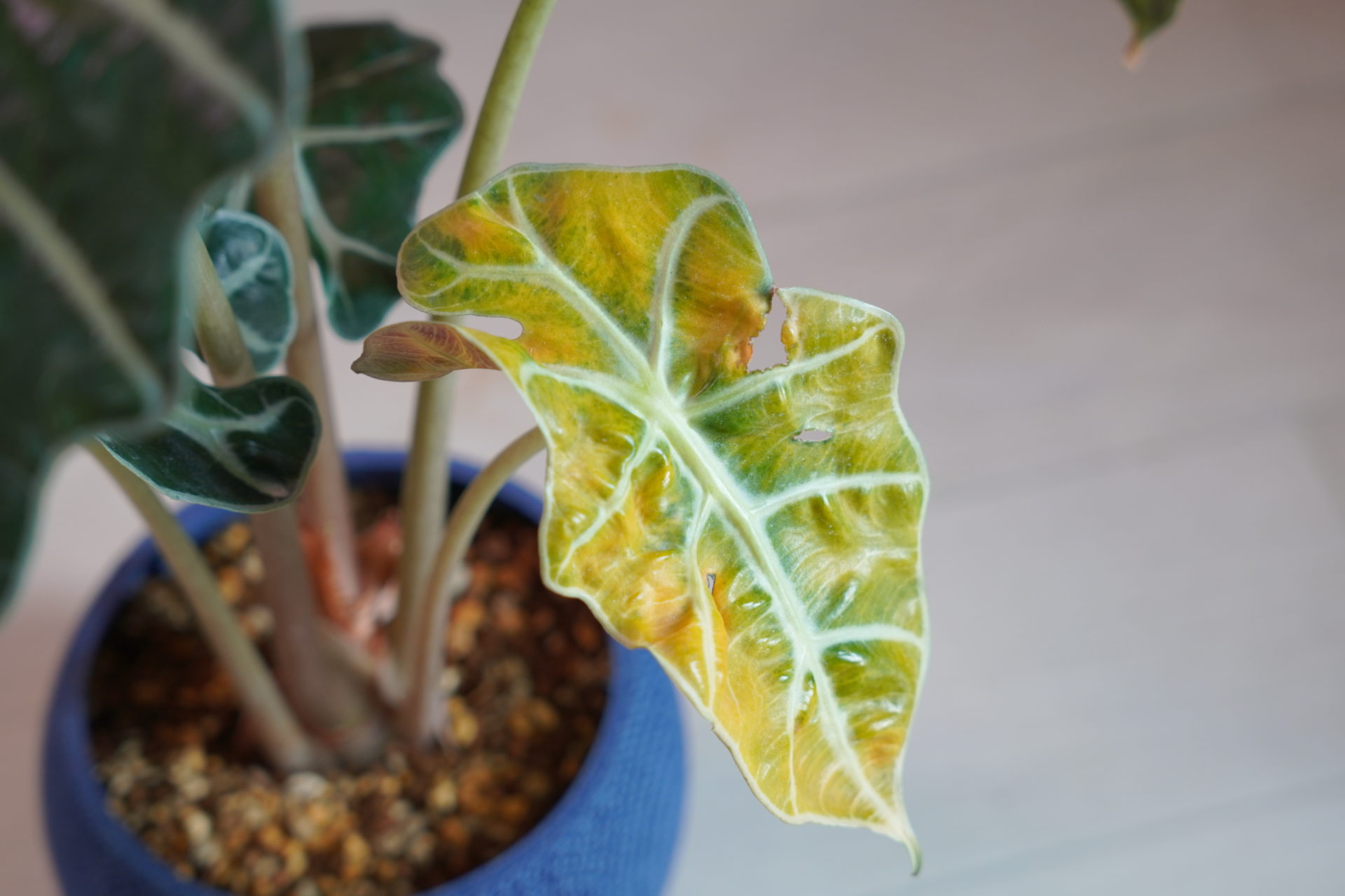観葉植物の葉が黄色くなる原因は？プロが教えるSosサインと即効復活術
