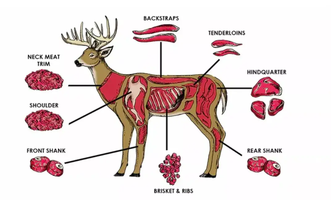 What Are Deer Backstraps