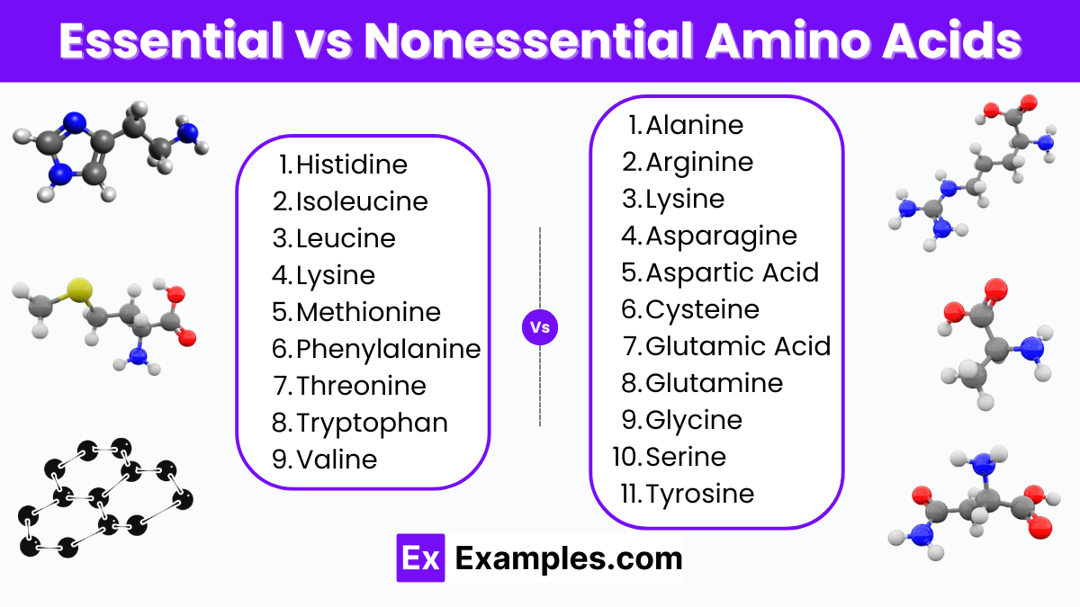 Nonessential vs Essential Amino Acids