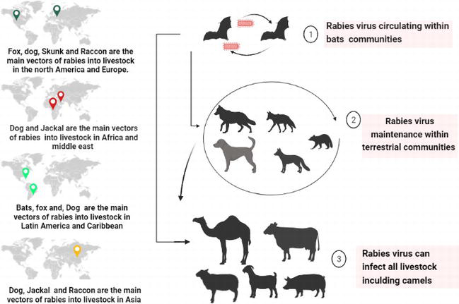 How Did Rabies Spread