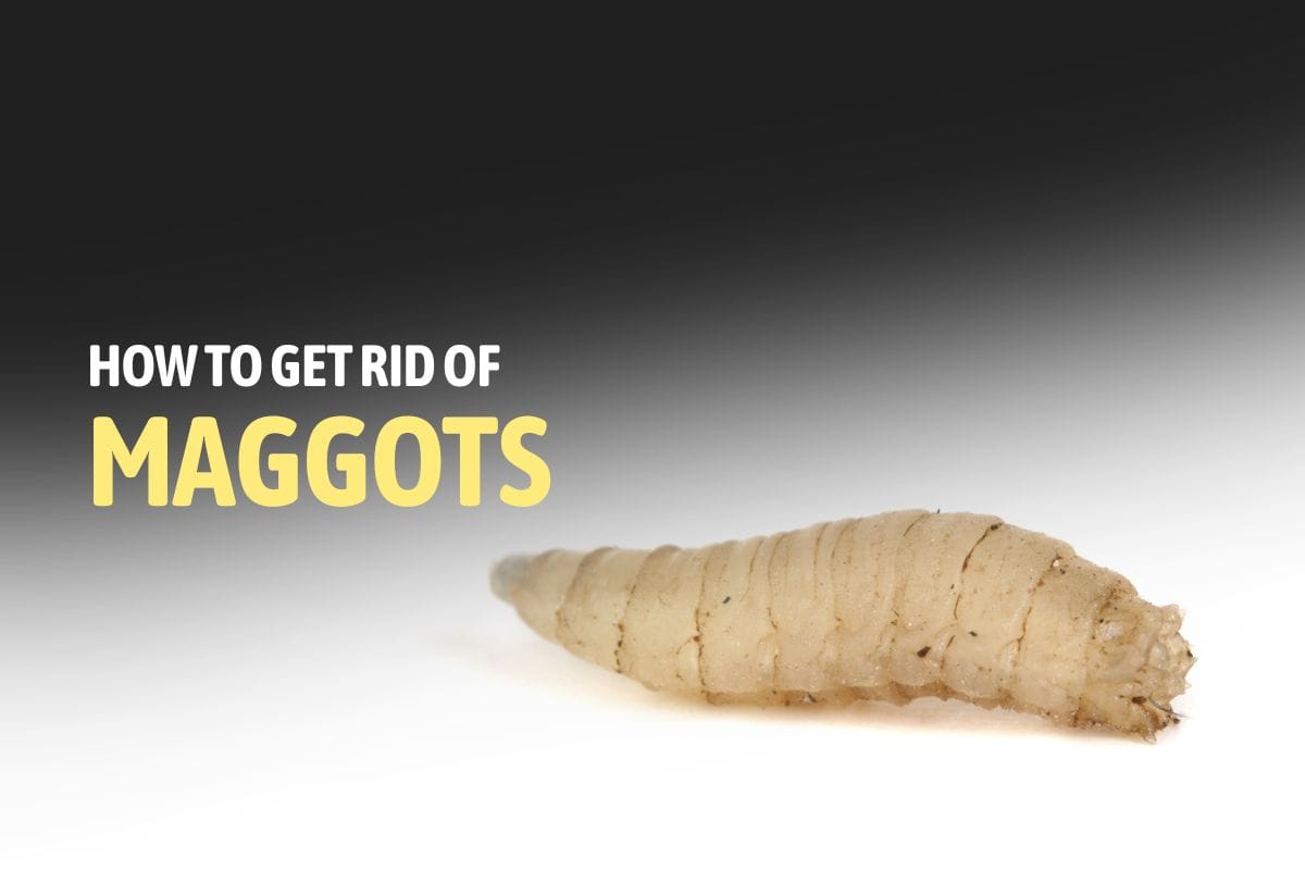 What Do Maggots Turn Into