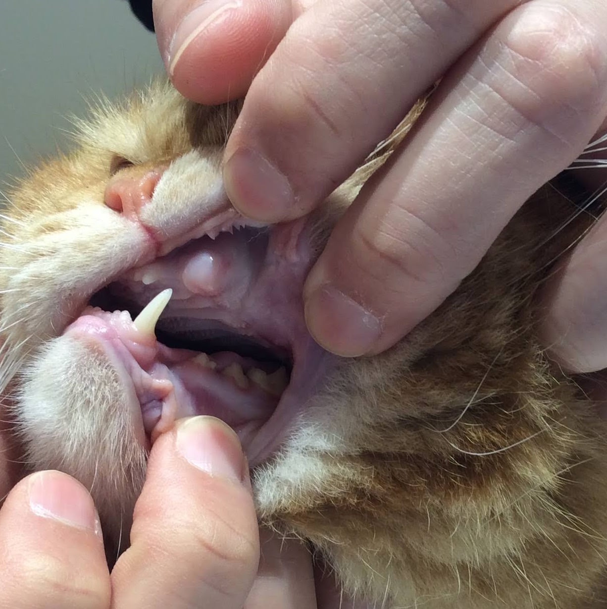 愛猫の歯が抜けた！放置は危険？生え変わりと病気の見分け方