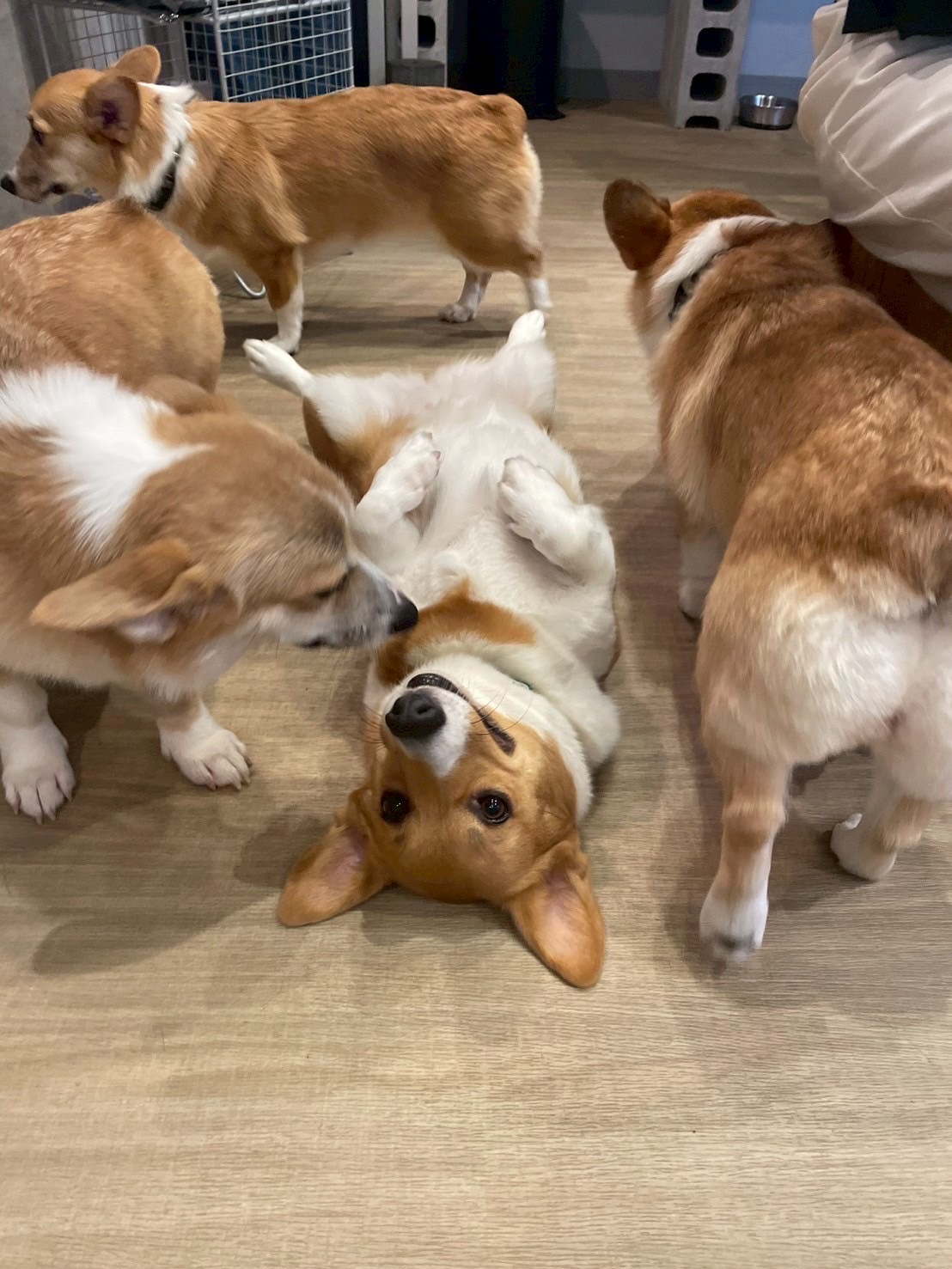 名古屋の犬カフェ決定版！2026年最新の失敗しない名店比較と真相