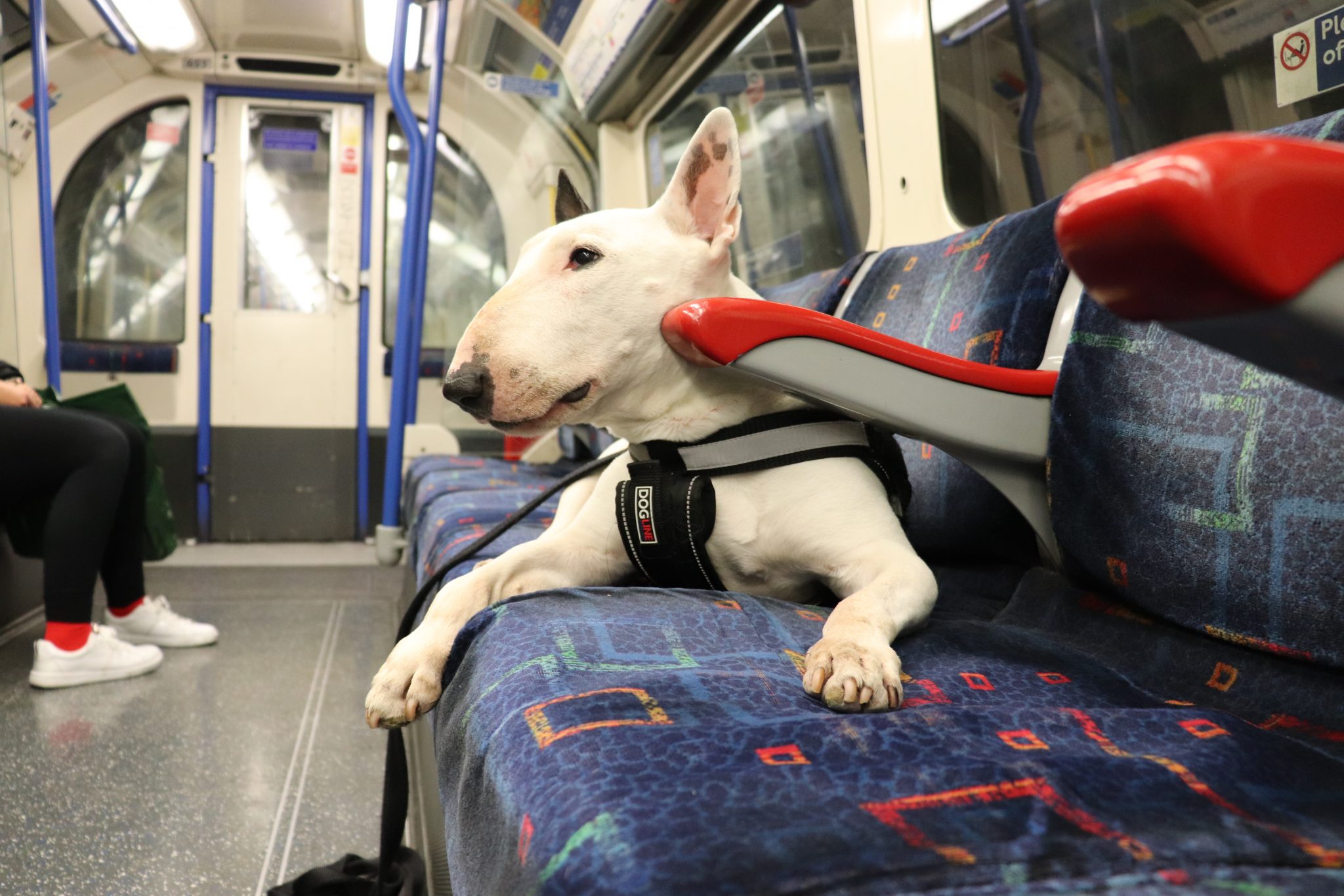 Are Dogs Allowed on the Tube