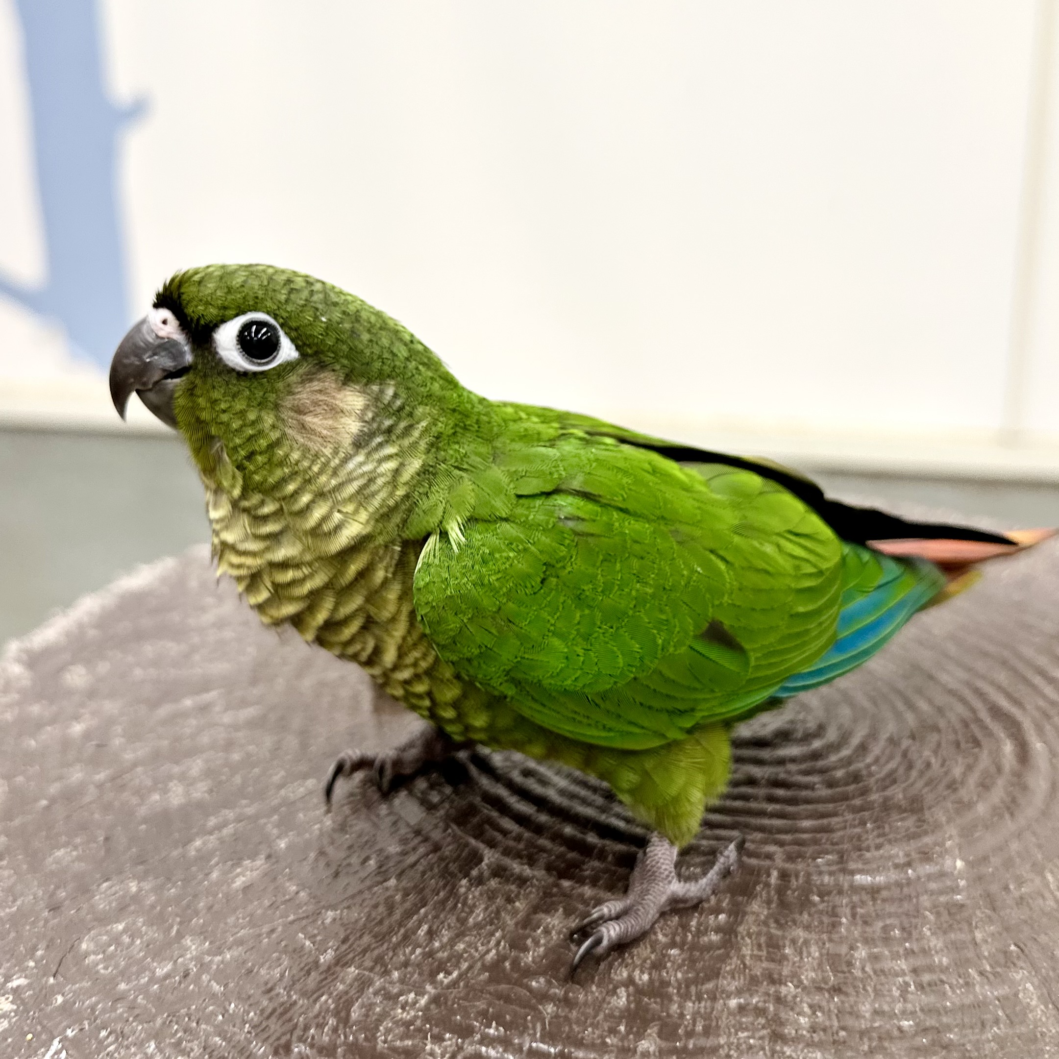 ホオミドリアカオウロコインコ飼育の真相｜性格や後悔の理由と値段相場