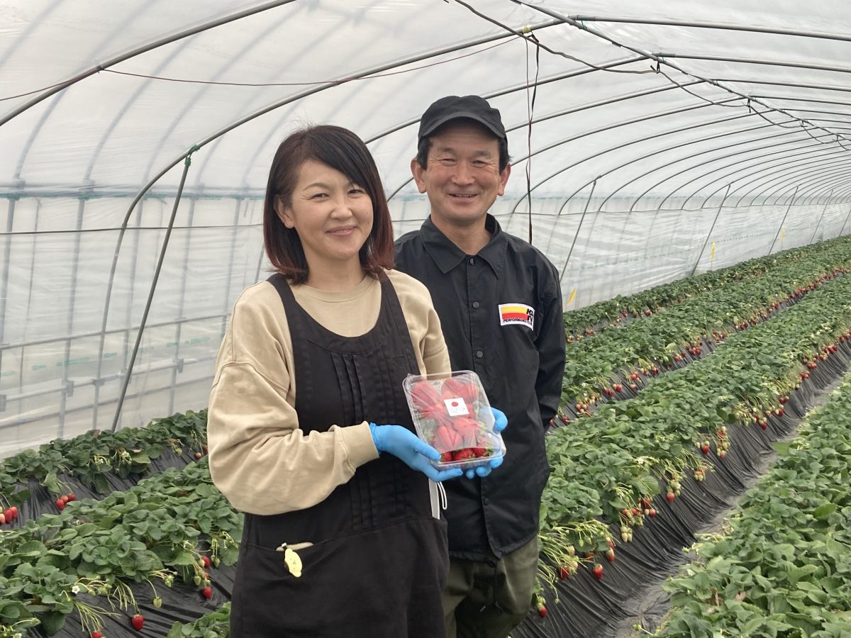 藤枝いちご園の魅力と2026年最新予約術！紅ほっぺ食べ比べ攻略法