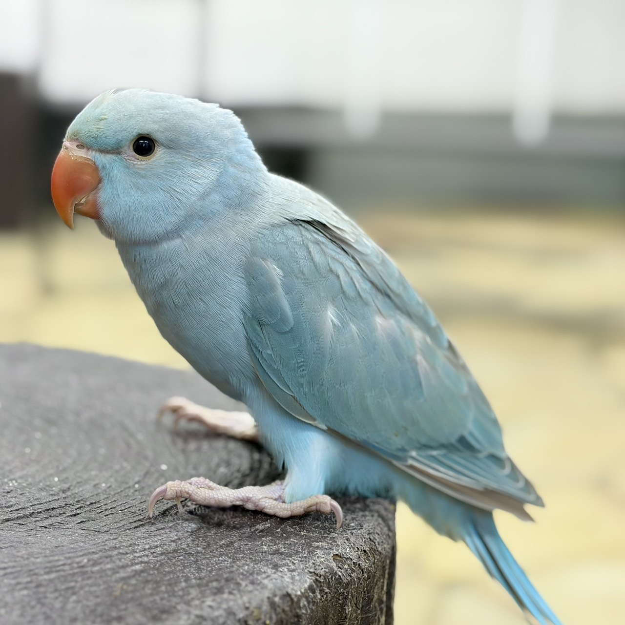 都心で大繁殖！ワカケホンセイインコ野生化の真相と巨大ねぐらの脅威