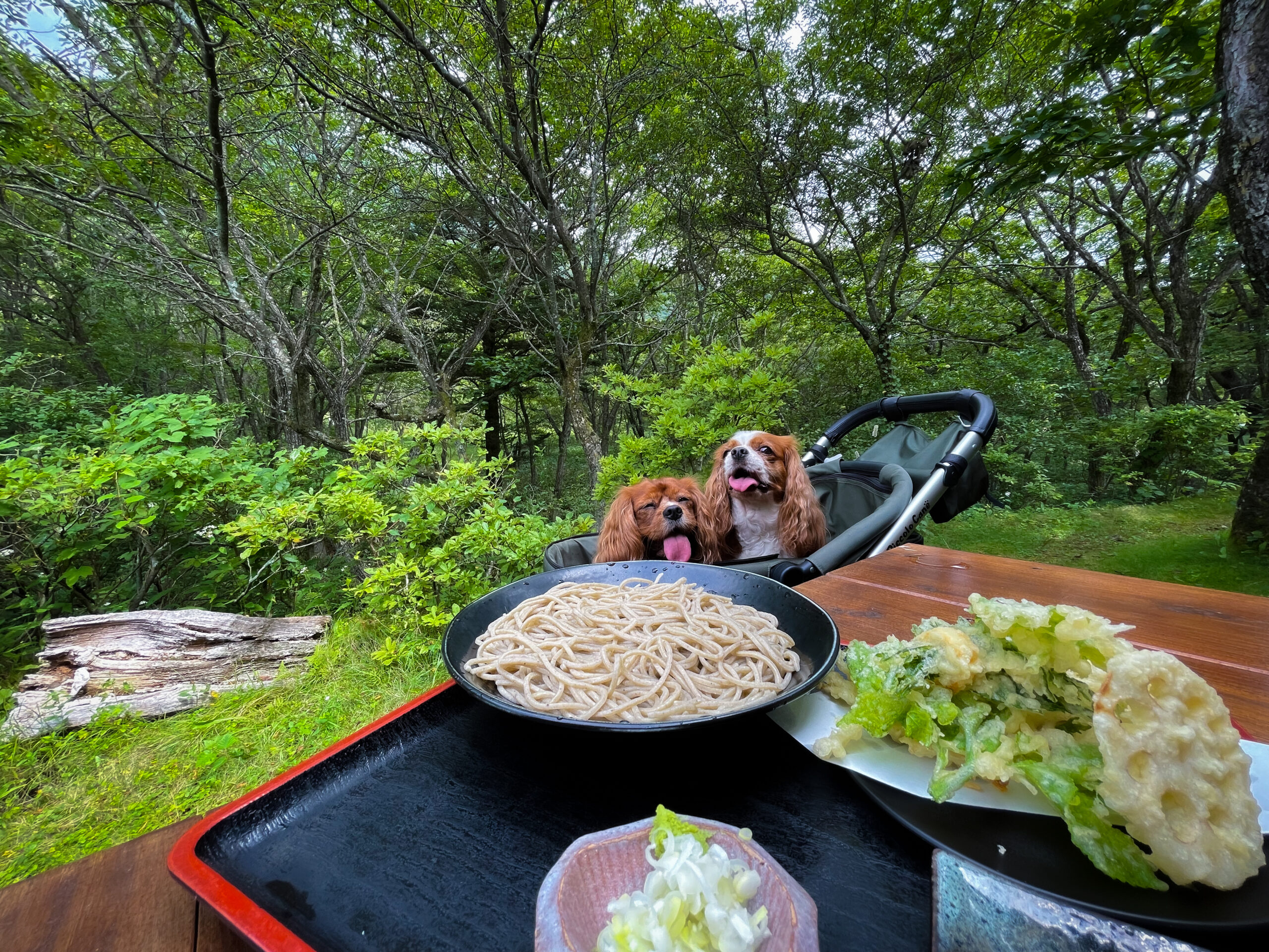 赤城山は犬連れでどこまで楽しめる？散策・神社参拝からカフェまで徹底解説