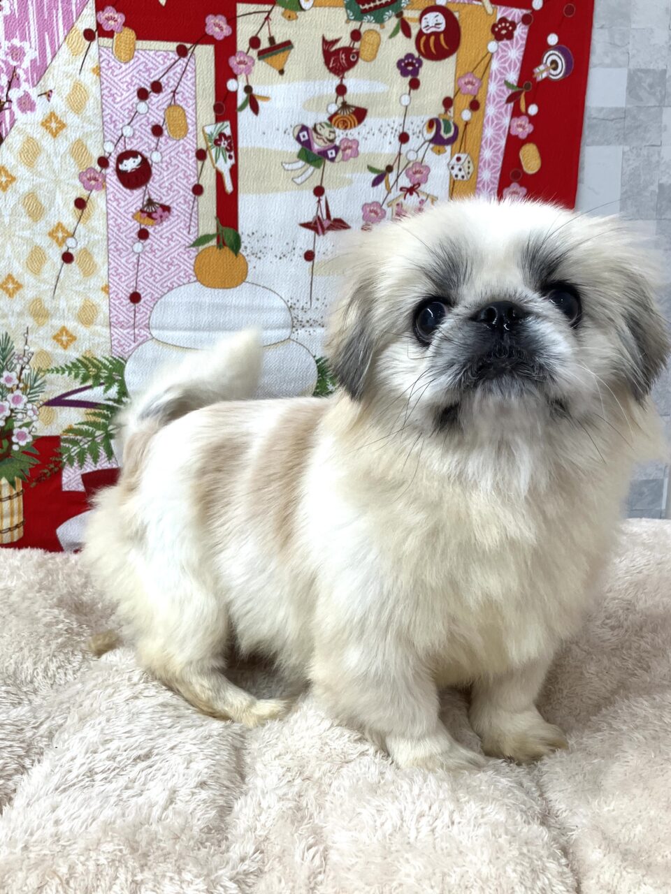 ペキニーズ子犬譲りますの真相！無償の罠と2026年失敗しない迎え方
