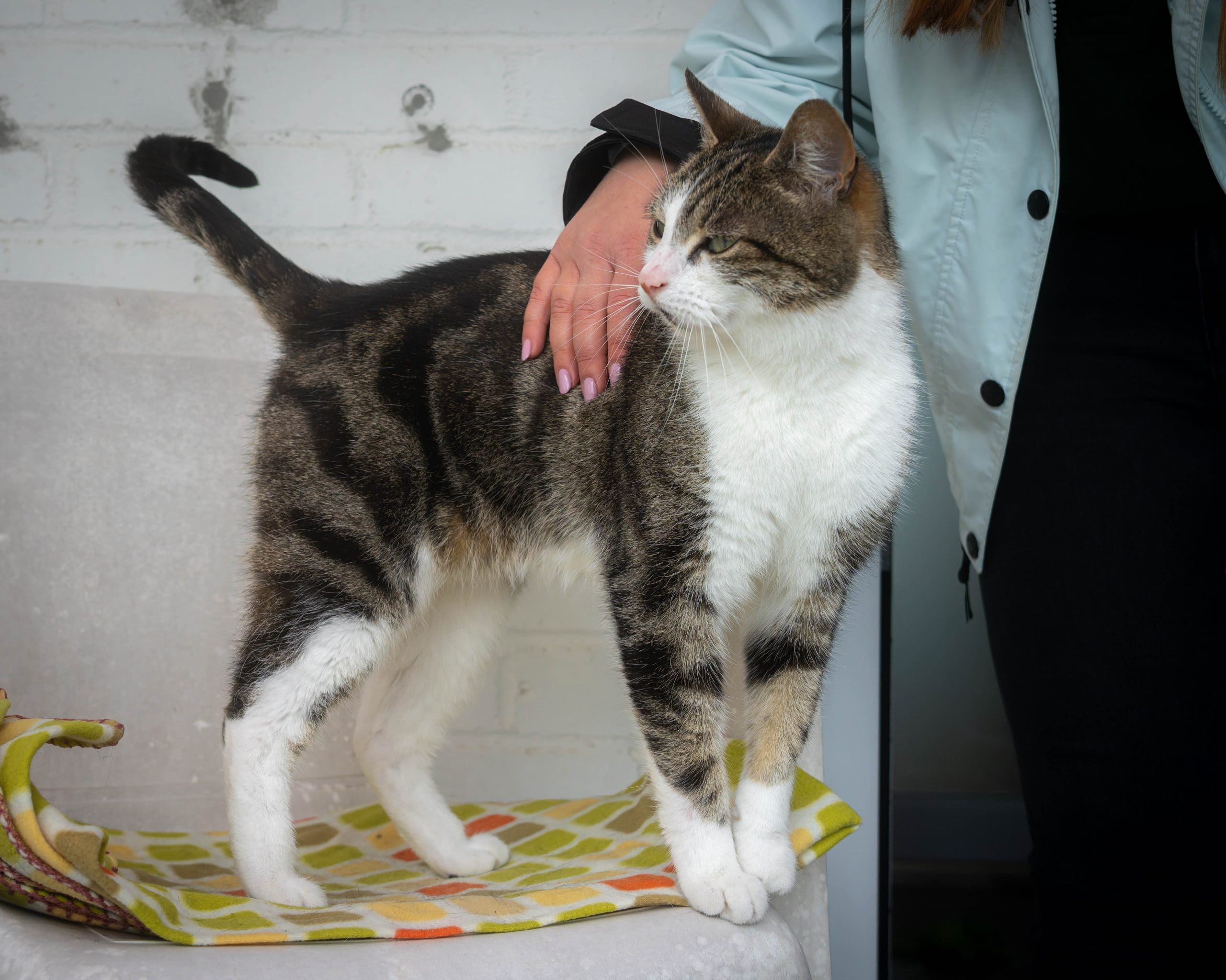 Margaret Green Animal Rescue Wingletang Rescue and Rehoming Centre