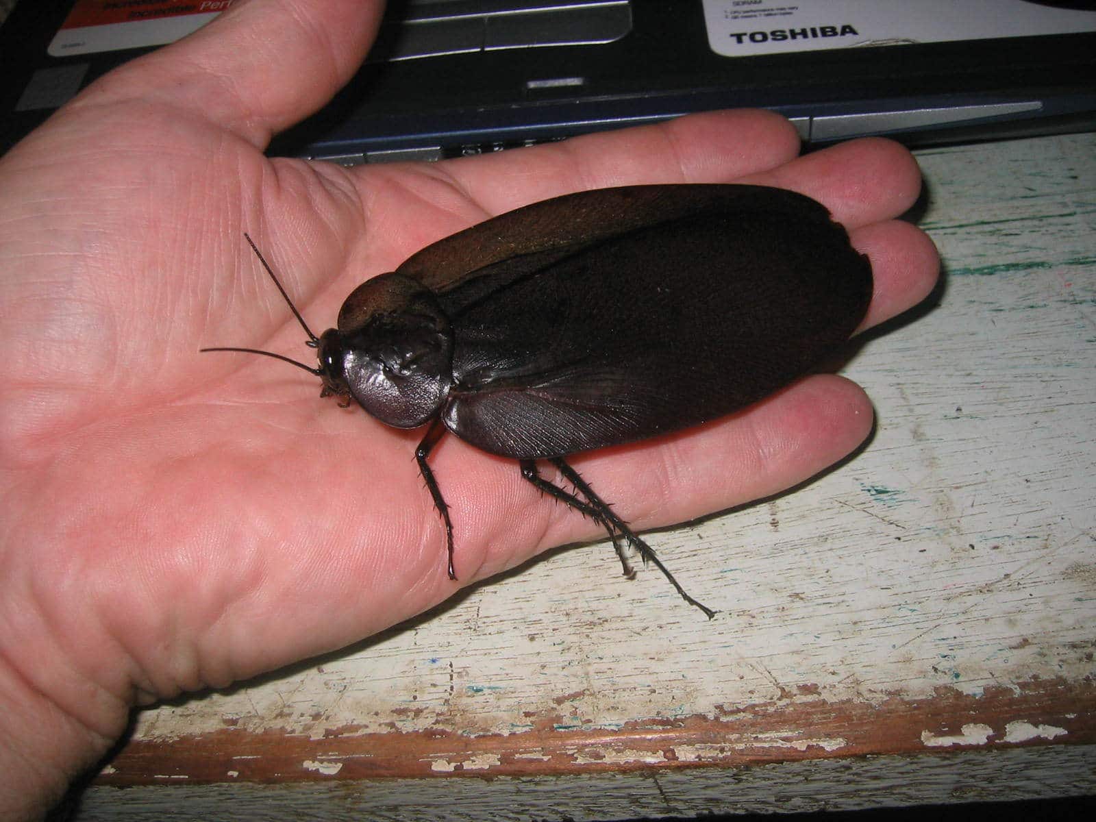 What Is the Largest Cockroach in the World